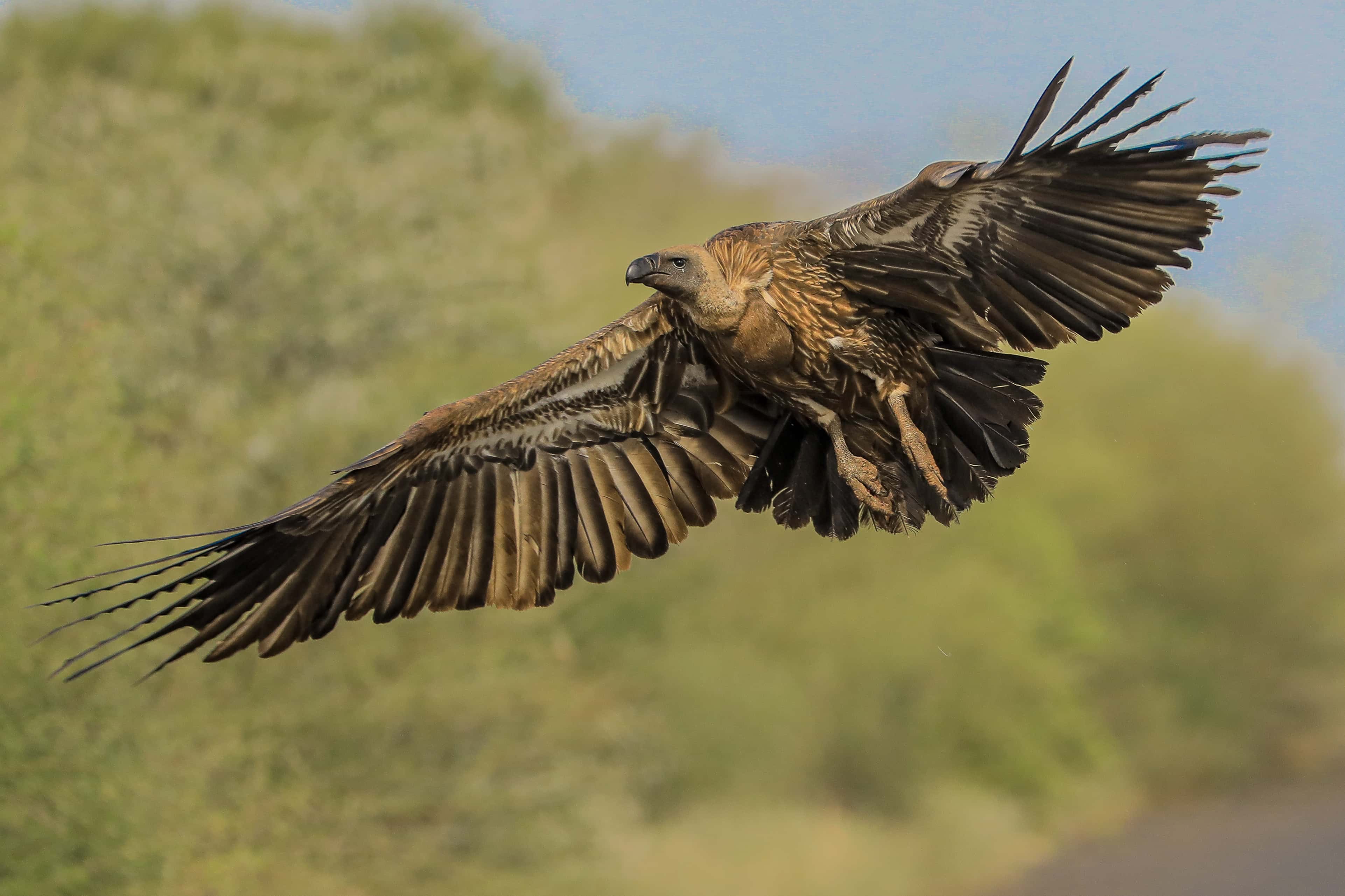 Birdwatching Tour of Ethiopia